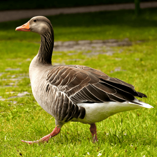 Goose Sounds & Hunting calls