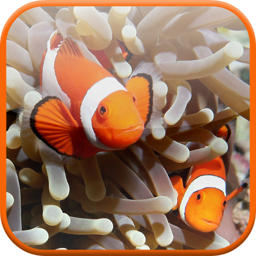 Clownfish Aquarium Wallpaper