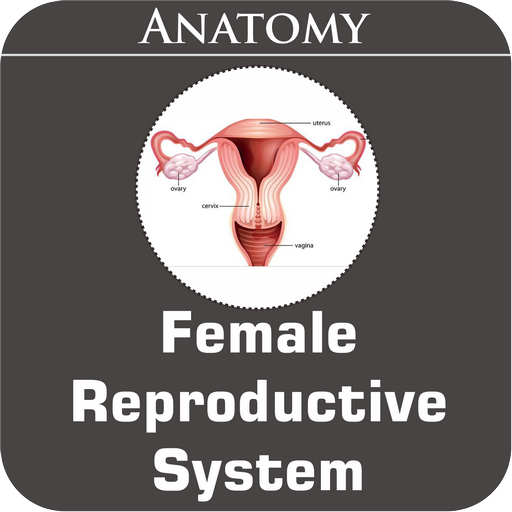 Female Reproductive System