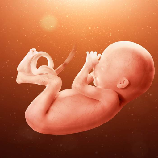 مراحل تطور الجنين