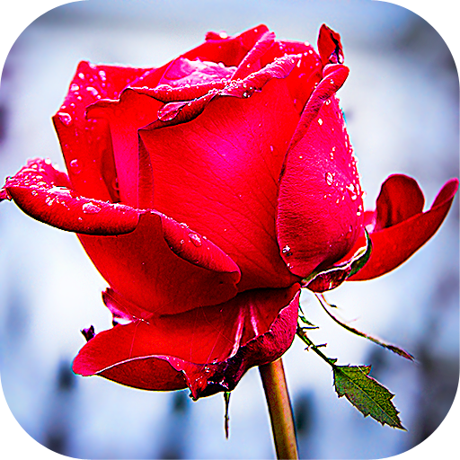 Roses Stickers for WhatsApp