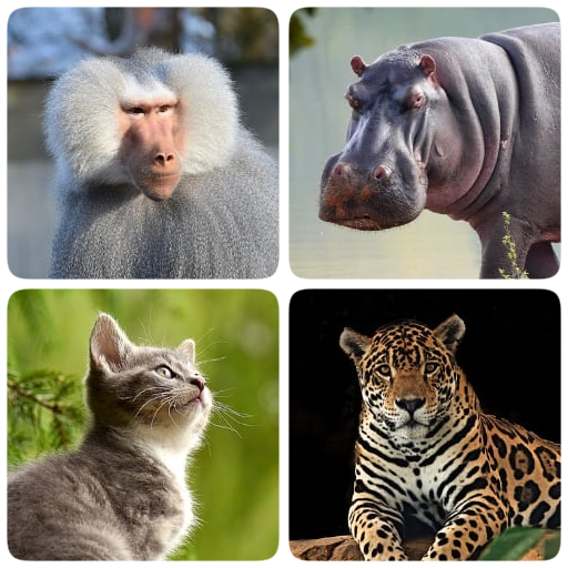 Млекопитающие – все животные в