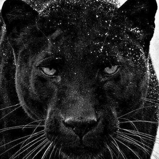 black tiger wallpaper