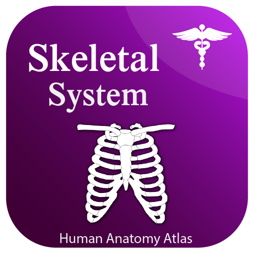 Skeletal System Anatomy