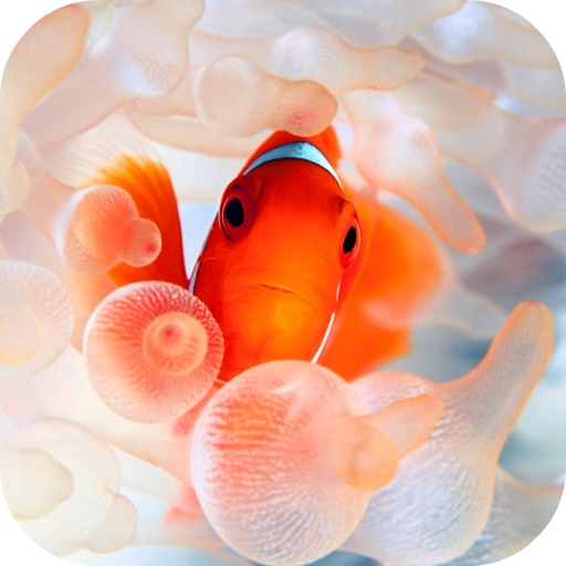 Clownfish Video Live Wallpaper