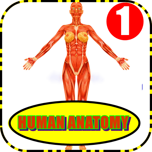 3D Human Anatomy. The 3D human body