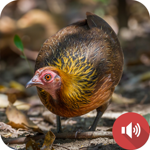 Red Junglefowl Female Sounds