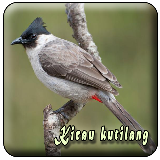 Suara Burung Kutilang Offline