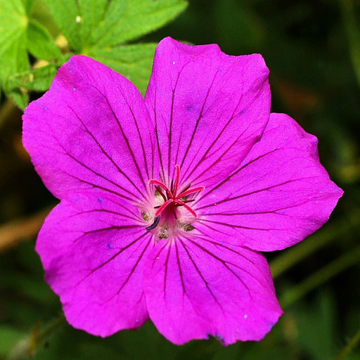 Purple Flower Wallpapers