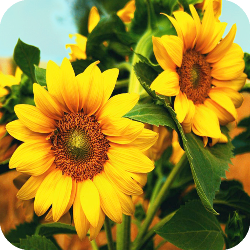 Sunflower Wallpaper