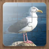 Bird Puzzle Games