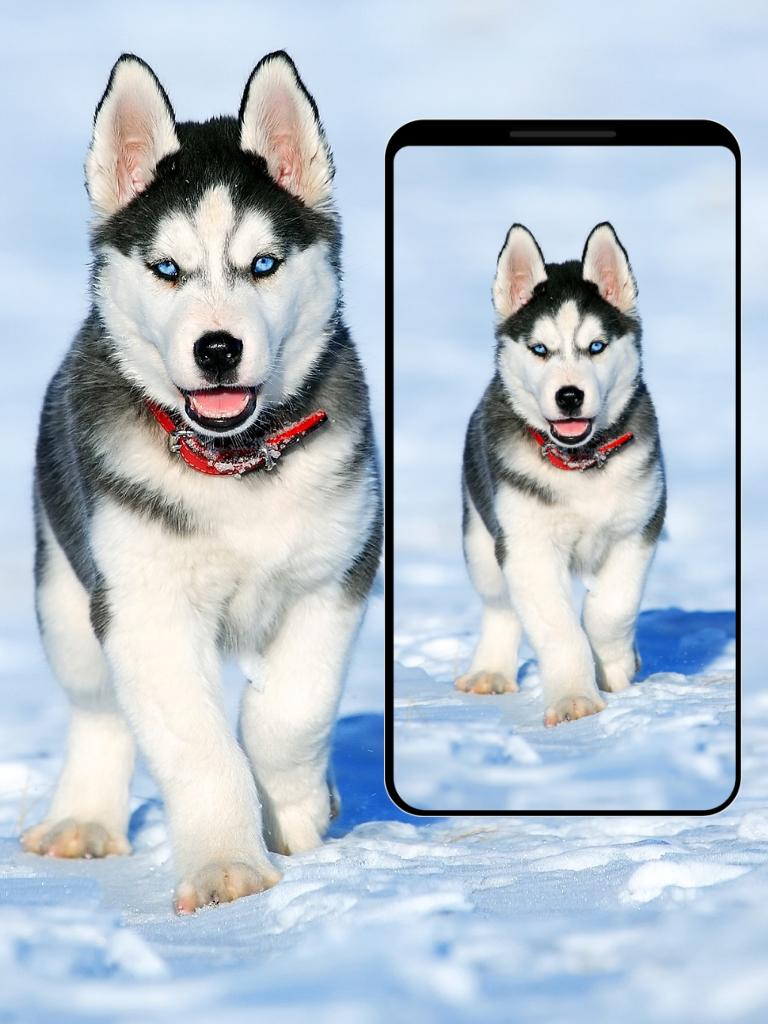 Download Cute Puppy Wallpapers android on PC
