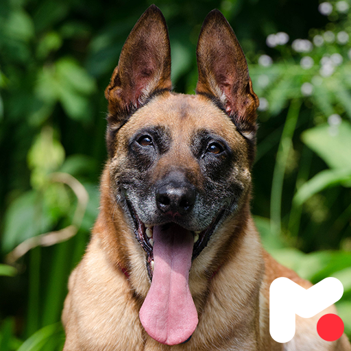 Belgian Malinois Wallpapers