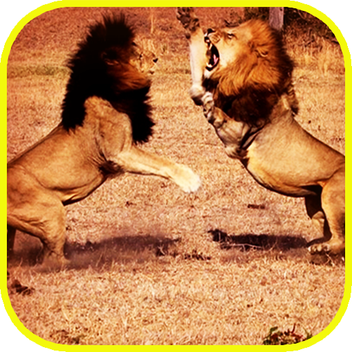 Pk African Lions Fight