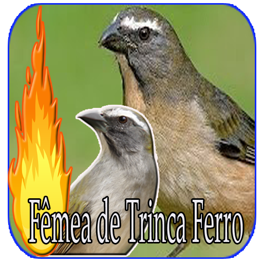 Trinca Ferro & Fêmea de Trinca