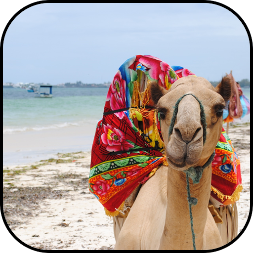 Camel wallpapers