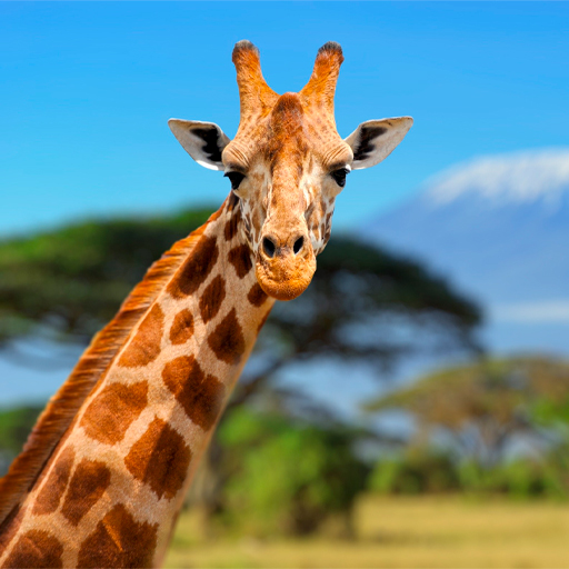 Giraffe Wallpapers