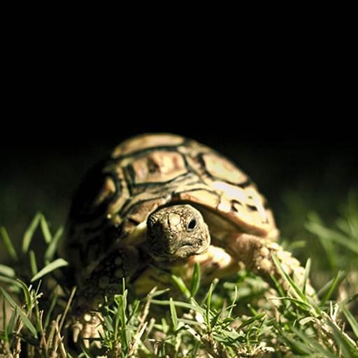 Turtle Wallpapers Hd