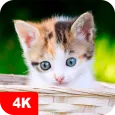Kitten Wallpapers 4K