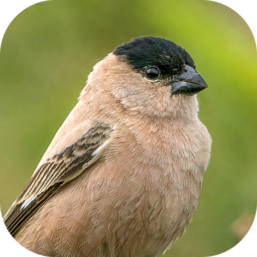Fradinho bird Songs