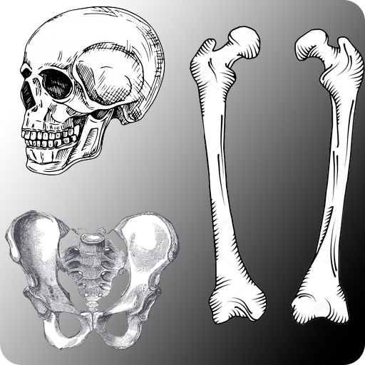 Quiz Anatomia Fácil - Sistema Esquelético