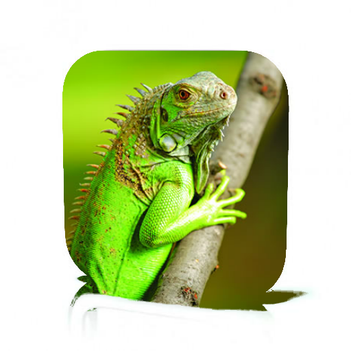 Iguana Care