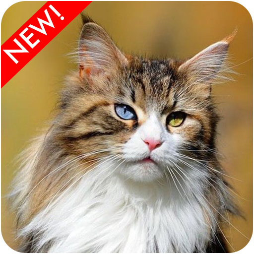 Maine Coon Cat Wallpaper