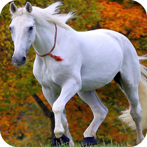 Horse Full HD Wallpaper