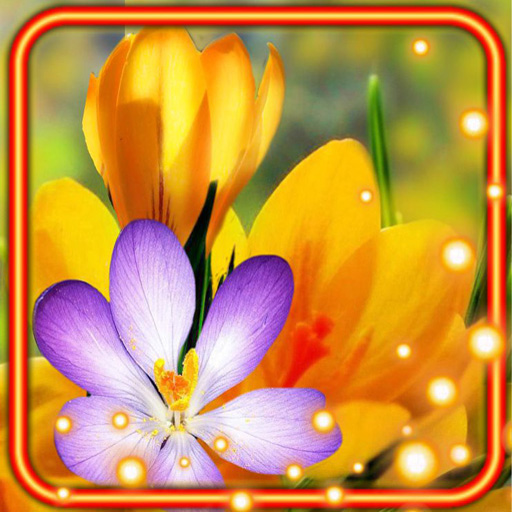 Crocuses Live Wallpaper