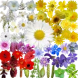What's that flower?