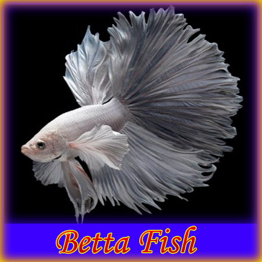 Betta Fish