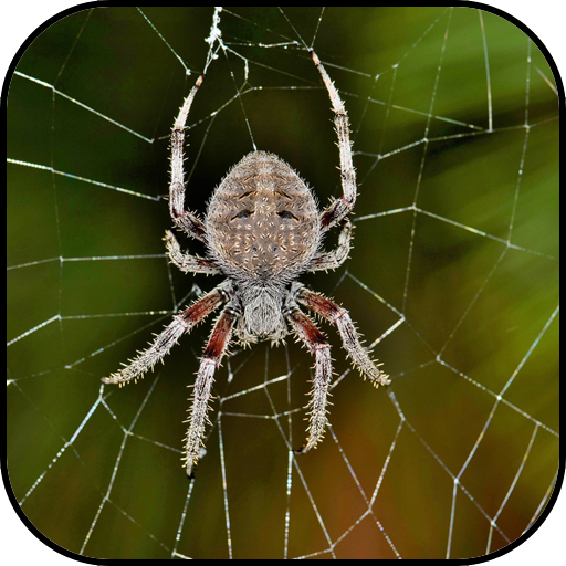 Spider wallpapers