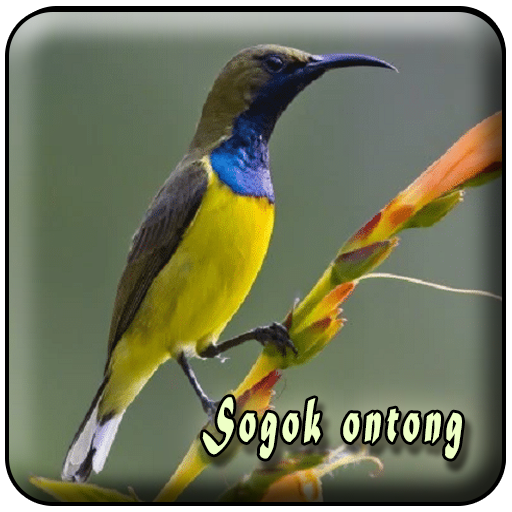 Pikat Burung Sogok Ontong MP3