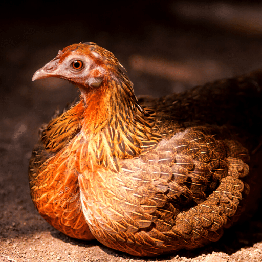 Red Junglefowl Sounds