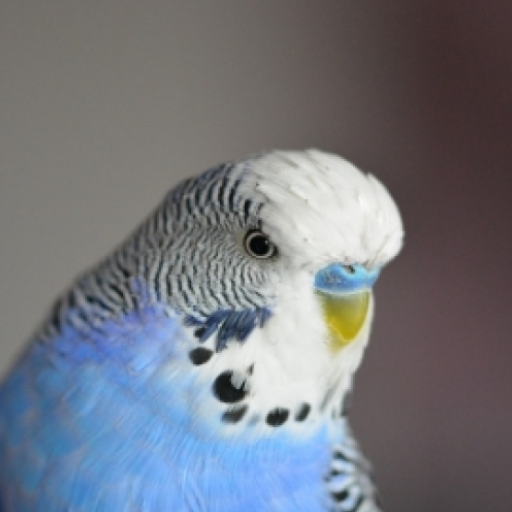 Parakeet Sounds