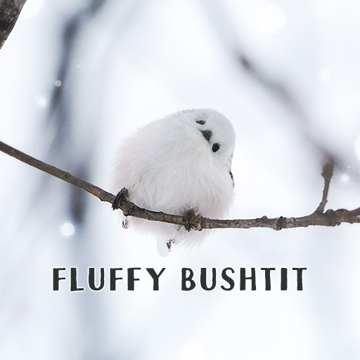 Fluffy Bushtit Tema