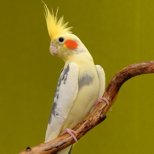 Appp.io - Cockatiel Bunyi