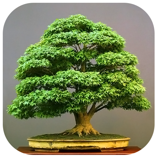 Bonsai Design Ideas