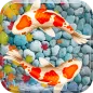 Fish Aquarium Live Wallpaper Koi Fish Application
