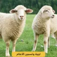 Sheep breeding and fattening