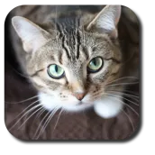 Sassy Cat Live Wallpaper