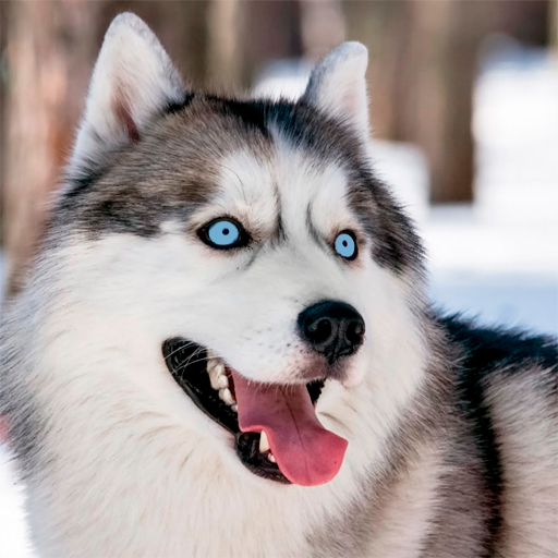 ハスキー犬の壁紙