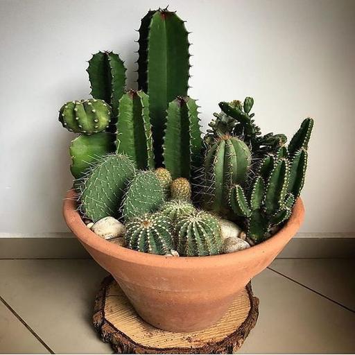 Cactus Gardening