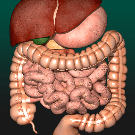 Internal Organs in 3D Anatomy