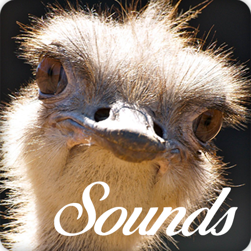 Ostrich Sounds and Ringtone Audio