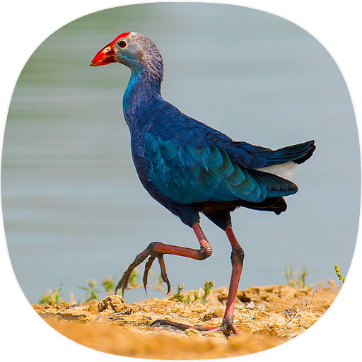 Purple Swamphen Sounds