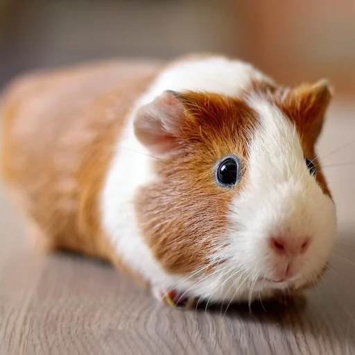 Guinea pig Wallpapers