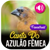 Canto Do Azulão Fêmea