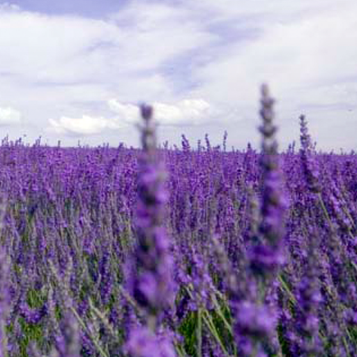 Lavender Kertas Dinding