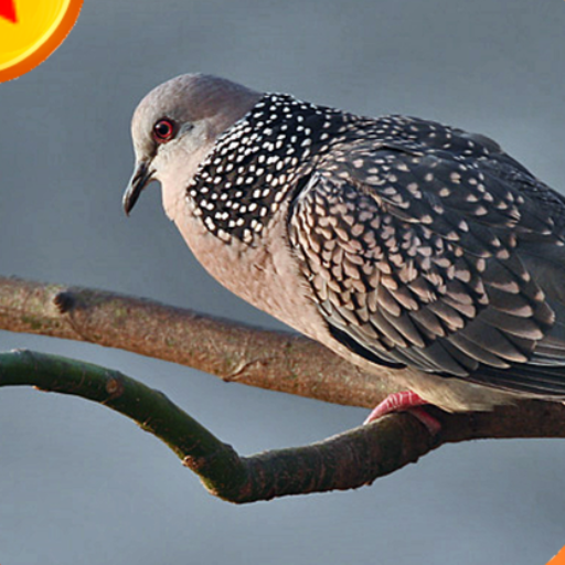 Spotted Dove Sounds Call